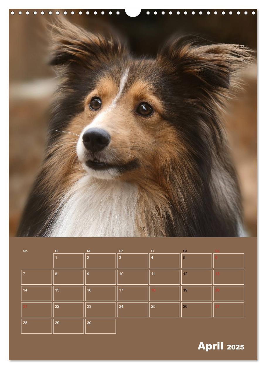 Bild: 9783457012932 | SHELTIES Herzensbrecher auf 4 Pfoten (Wandkalender 2025 DIN A3...