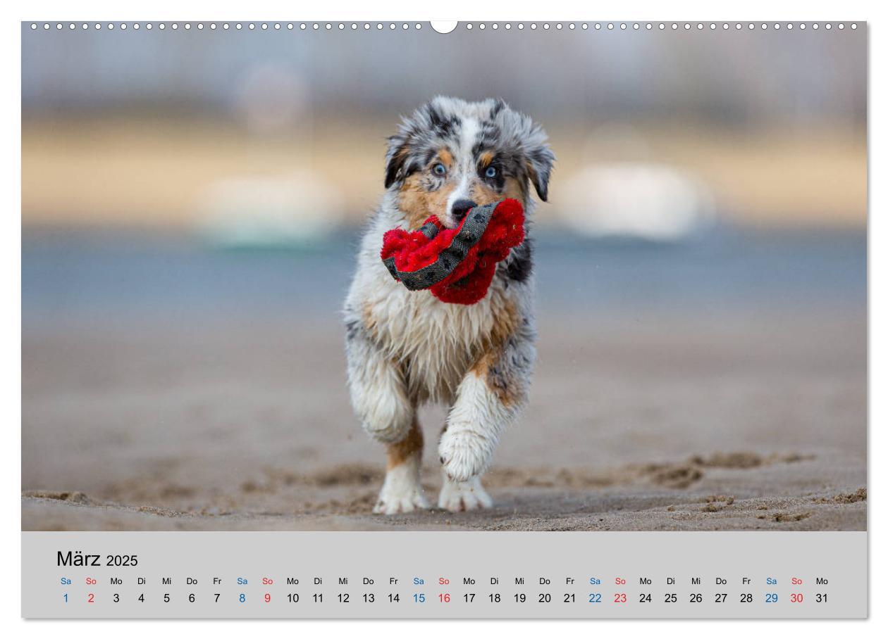 Bild: 9783435150748 | Australian Shepherd Welpen 2025 (Wandkalender 2025 DIN A2 quer),...