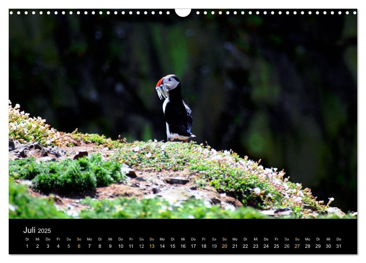 Bild: 9783435578405 | Wales Pembrokeshire - Natur im Fokus- (Wandkalender 2025 DIN A3...