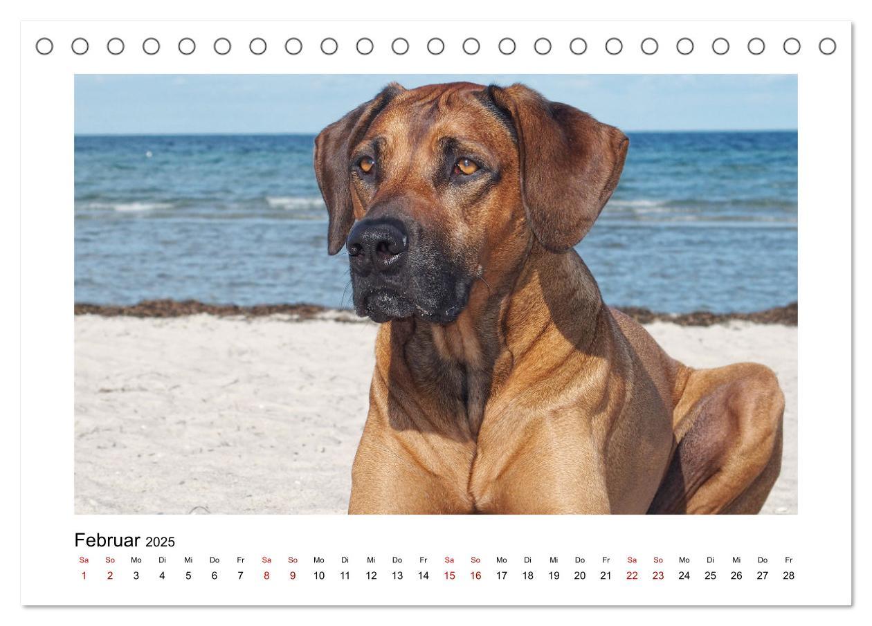 Bild: 9783383983535 | Rhodesian Ridgeback - Charmanter Dickkopf aus Afrika (Tischkalender...