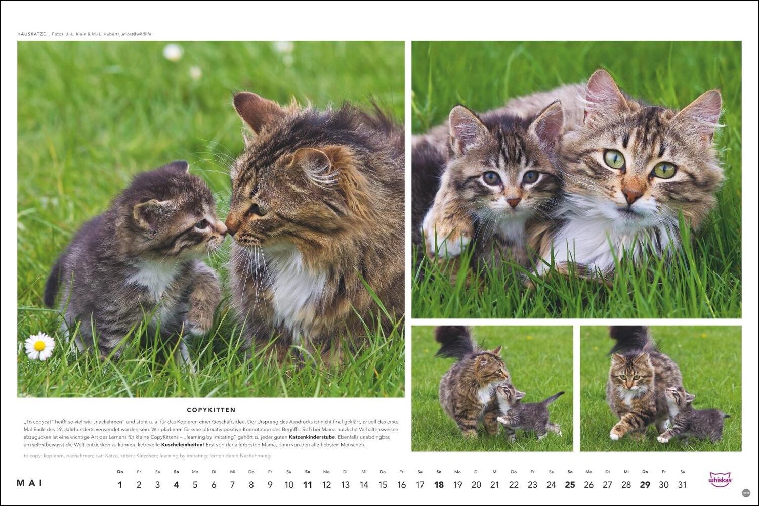 Bild: 9783756404971 | Whiskas Katzenkalender 2025 | Heye | Kalender | Spiralbindung | 14 S.