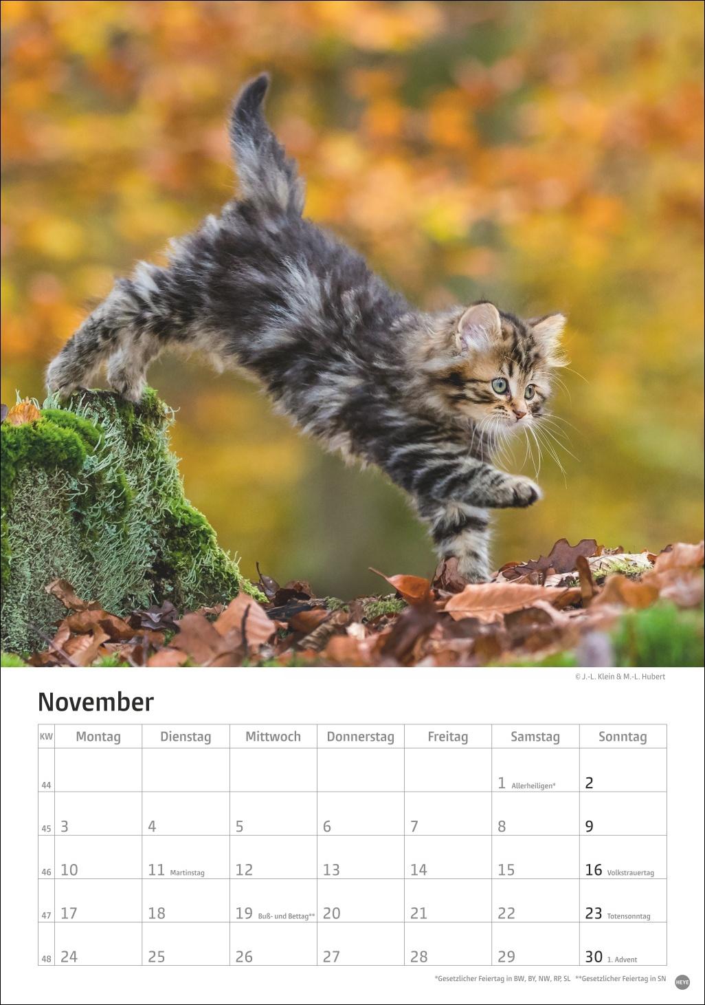 Bild: 9783756405589 | Katzen Kalender 2025 | Heye | Kalender | Spiralbindung | 13 S. | 2025