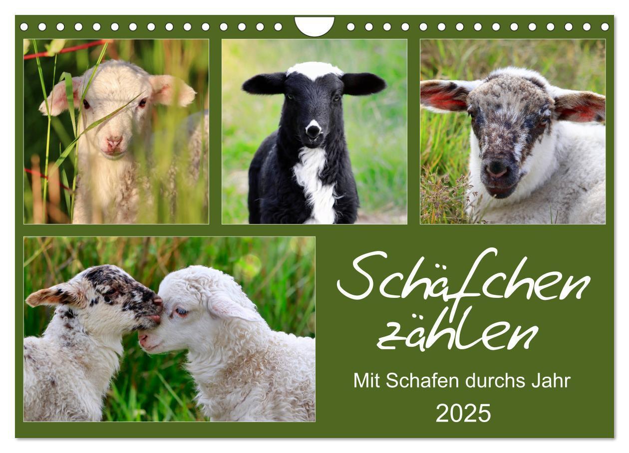 Cover: 9783435429608 | Schäfchen zählen - Mit Schafen durchs Jahr (Wandkalender 2025 DIN...