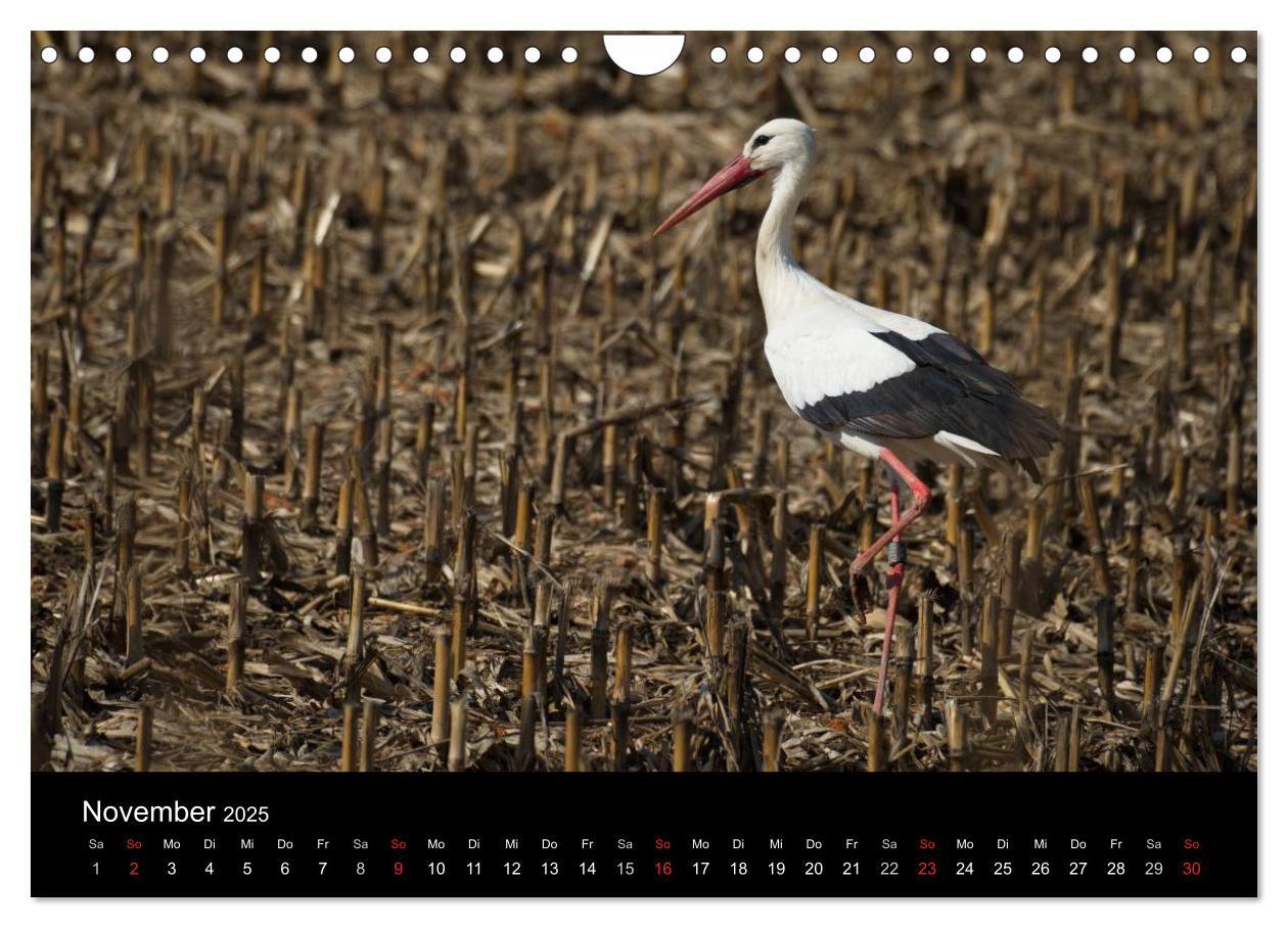 Bild: 9783435527823 | Ein Jahr bei den Störchen (Wandkalender 2025 DIN A4 quer), CALVENDO...