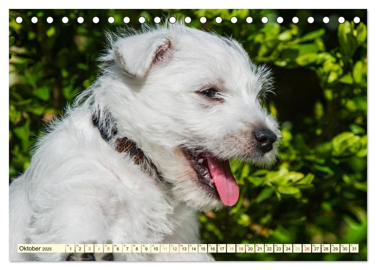 Bild: 9783435461714 | Kobold auf 4 Pfoten - West Highland White Terrier (Tischkalender...