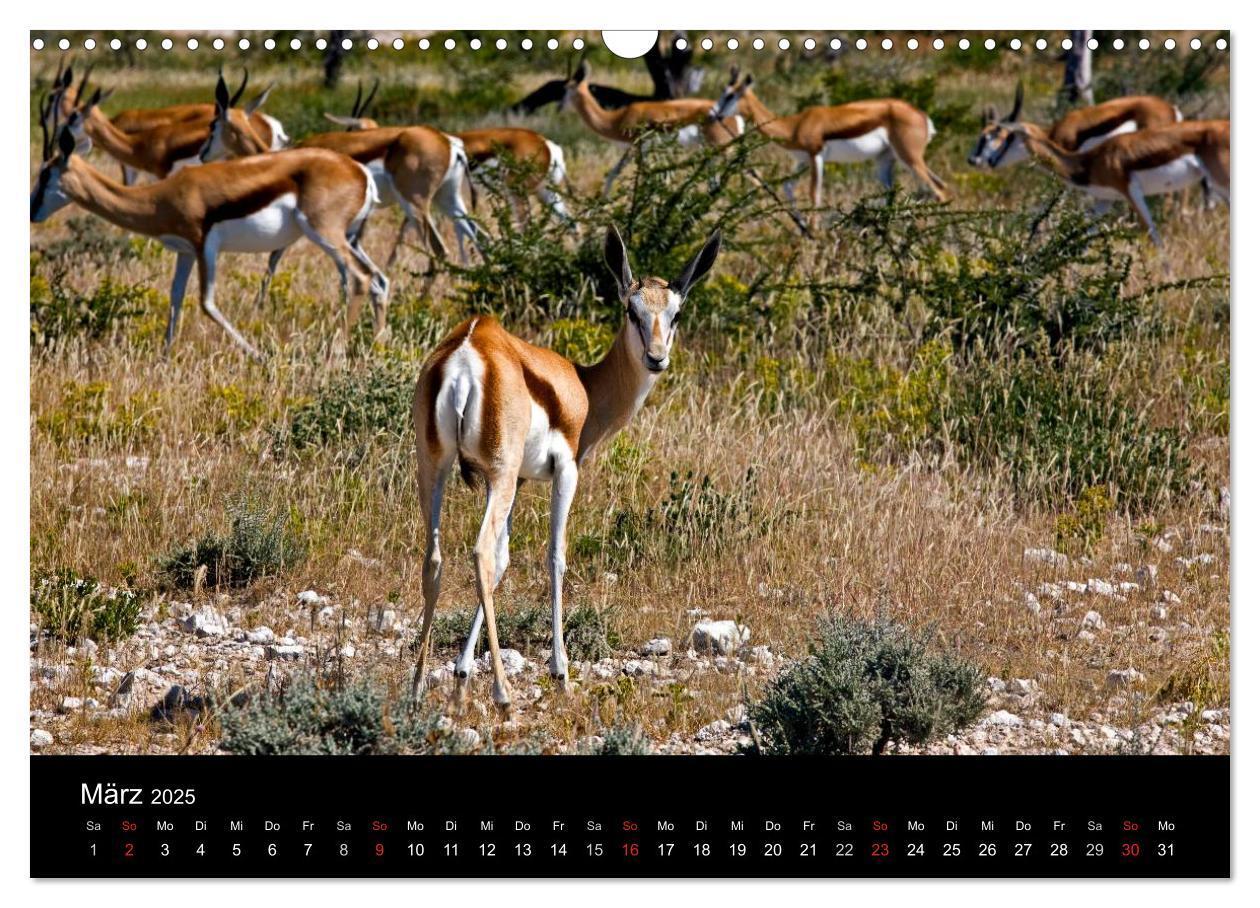 Bild: 9783435777280 | Namibias Tiere: von groß bis klein (Wandkalender 2025 DIN A3 quer),...