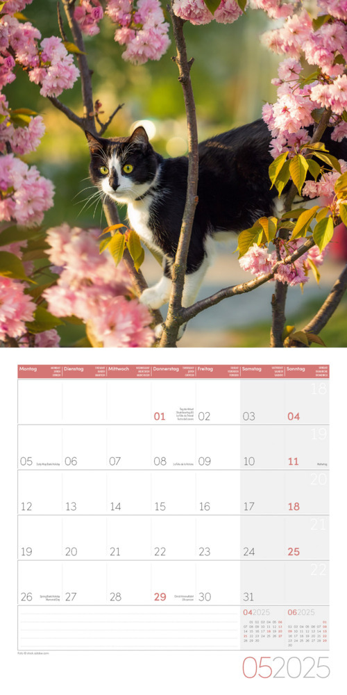 Bild: 9783838445205 | Katzen Kalender 2025 - 30x30 | Ackermann Kunstverlag | Kalender | 2025