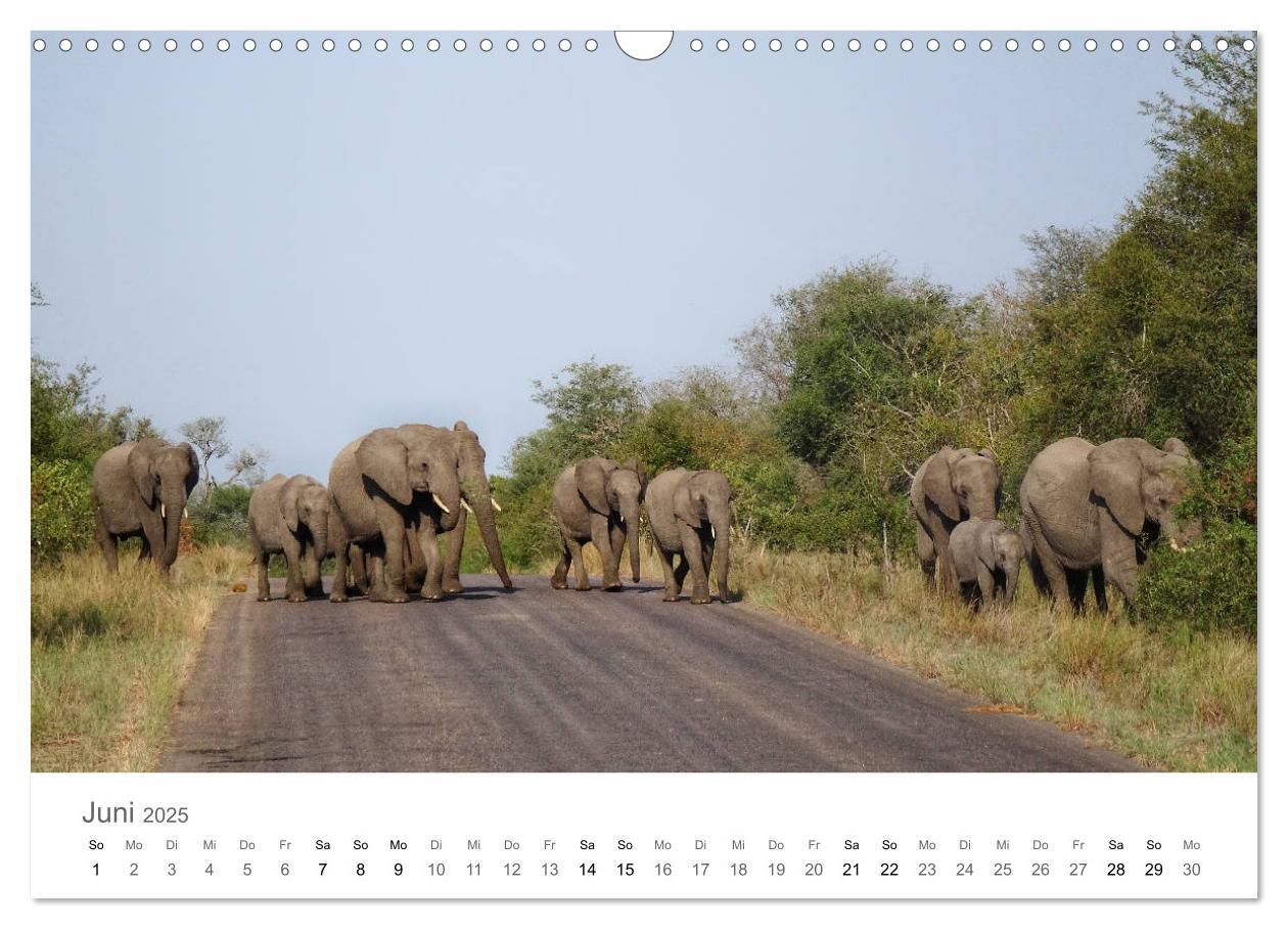 Bild: 9783435268139 | Afrika - Tiere im Krüger Nationalpark (Wandkalender 2025 DIN A3...