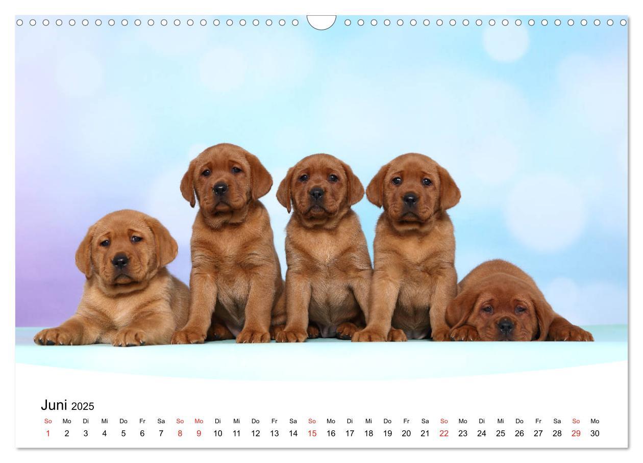 Bild: 9783435199266 | Labrador Welpen - Labrador Puppies (Wandkalender 2025 DIN A3 quer),...