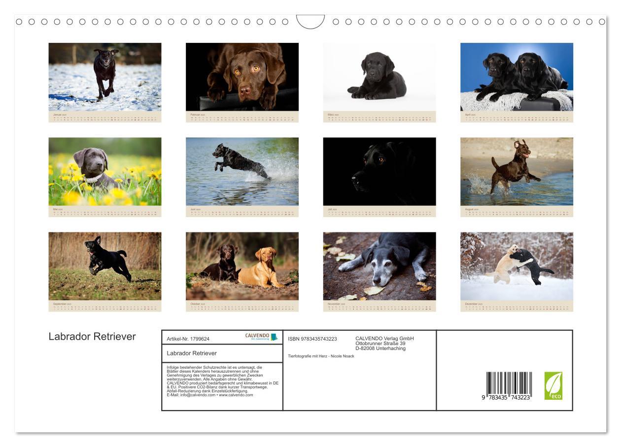 Bild: 9783435743223 | Labrador Retriever (Wandkalender 2025 DIN A3 quer), CALVENDO...