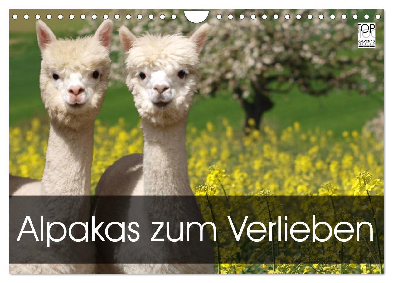 Cover: 9783435562565 | Alpakas zum Verlieben (Wandkalender 2025 DIN A4 quer), CALVENDO...