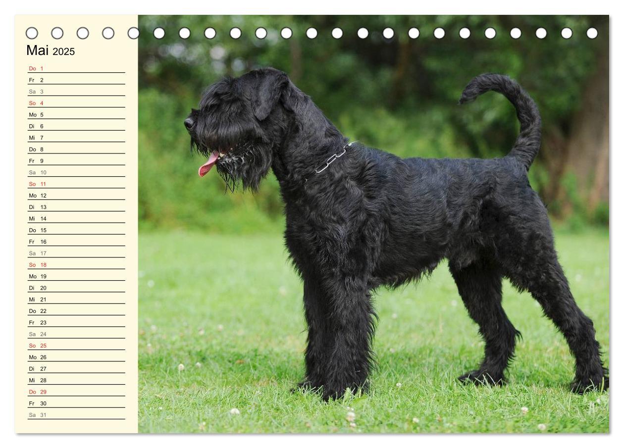 Bild: 9783435544110 | Treuer Freund Riesenschnauzer (Tischkalender 2025 DIN A5 quer),...