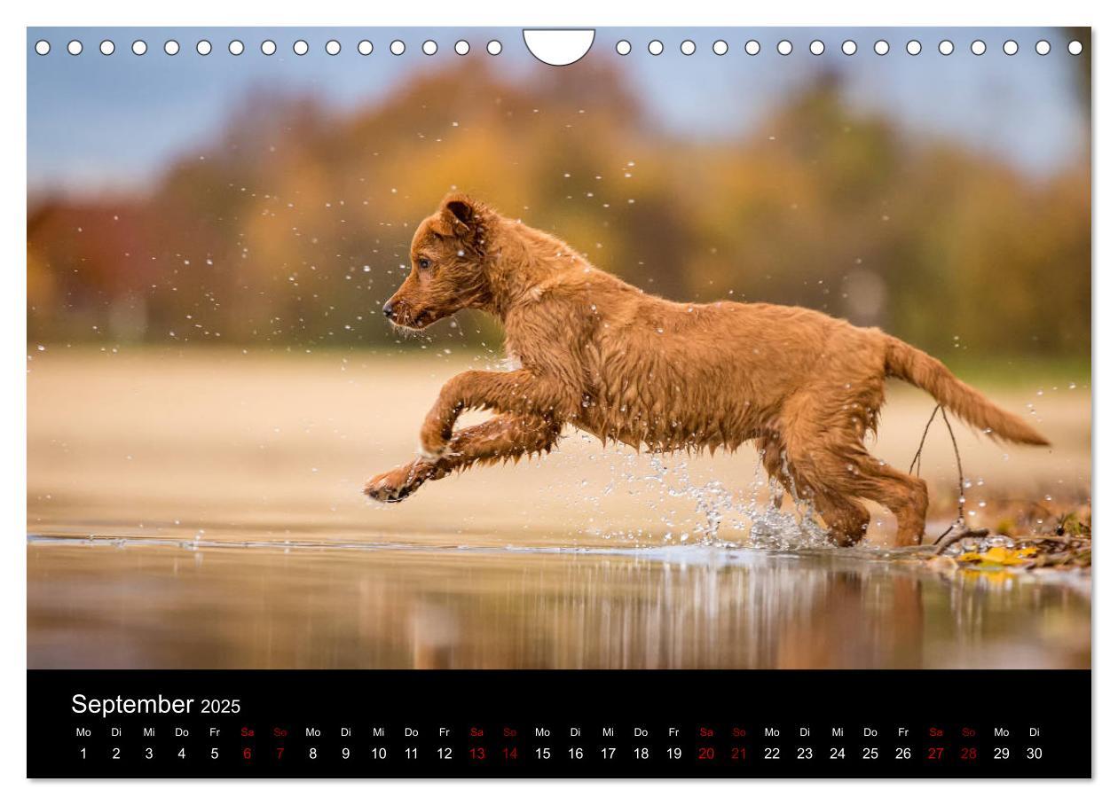 Bild: 9783435392919 | Toller - Nova Scotia Duck Tolling Retriever (Wandkalender 2025 DIN...