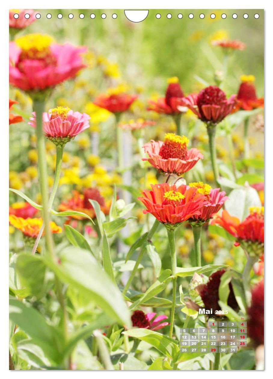 Bild: 9783435981908 | Zinnien im Garten (Wandkalender 2025 DIN A4 hoch), CALVENDO...