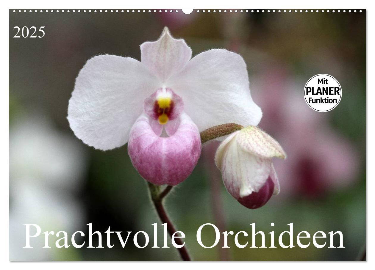 Cover: 9783435532391 | Prachtvolle Orchideen (Wandkalender 2025 DIN A2 quer), CALVENDO...