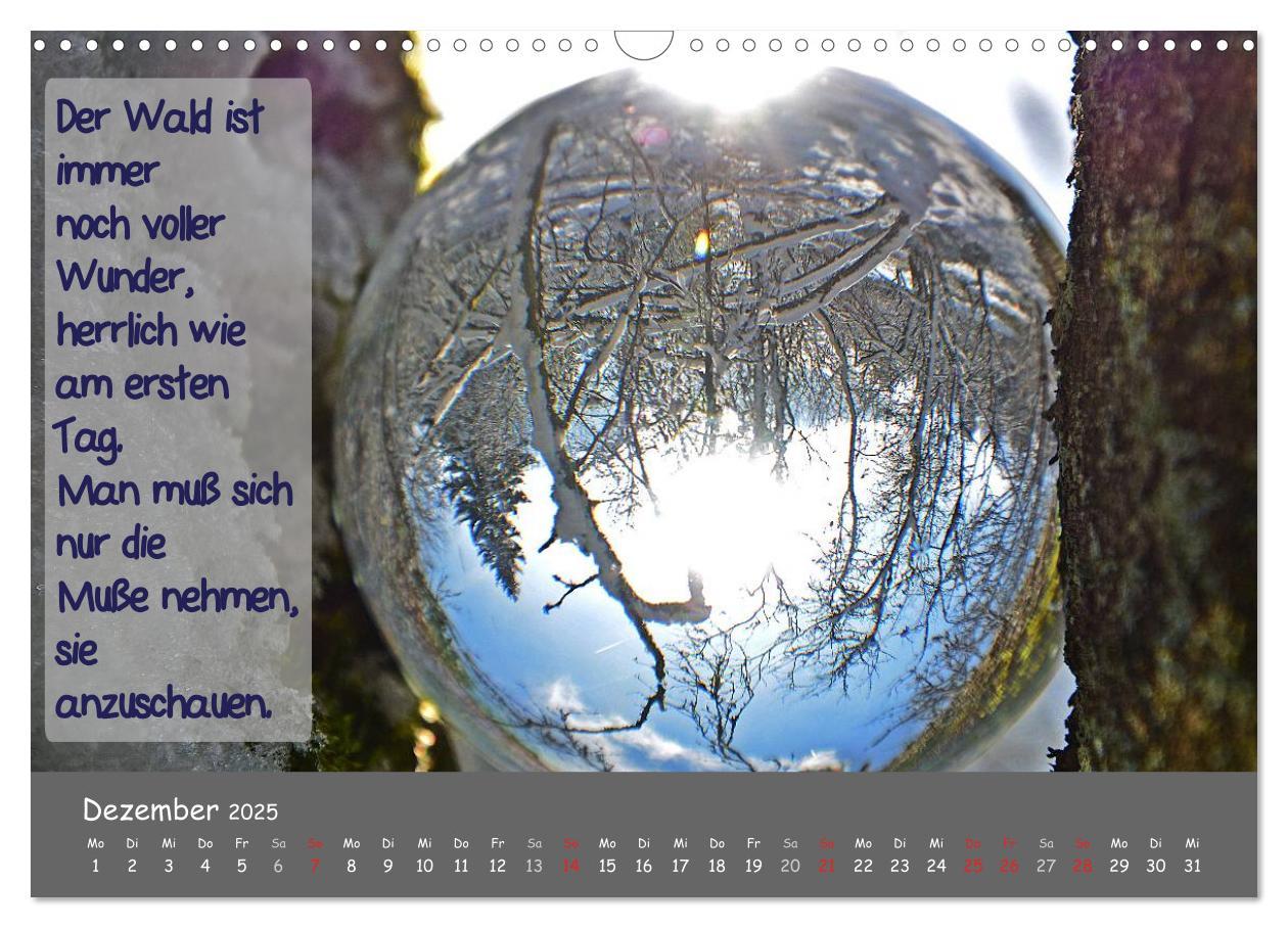 Bild: 9783435486960 | Wunderbare Waldkugeln (Wandkalender 2025 DIN A3 quer), CALVENDO...