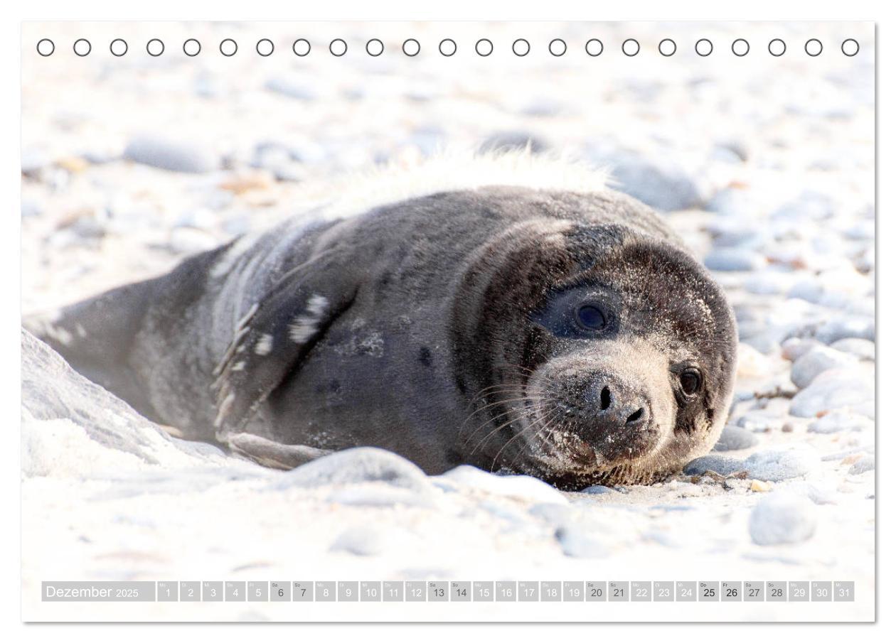 Bild: 9783435250912 | Kegelrobben - Die Kegelrobben von Helgoland (Tischkalender 2025 DIN...