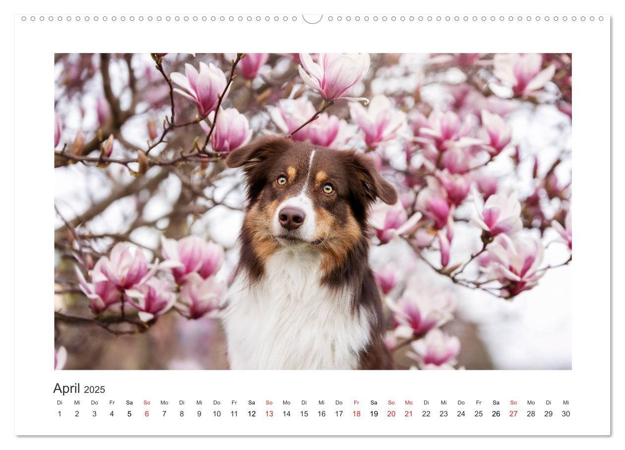 Bild: 9783435177400 | Herzensaussies - Australian Shepherd (hochwertiger Premium...