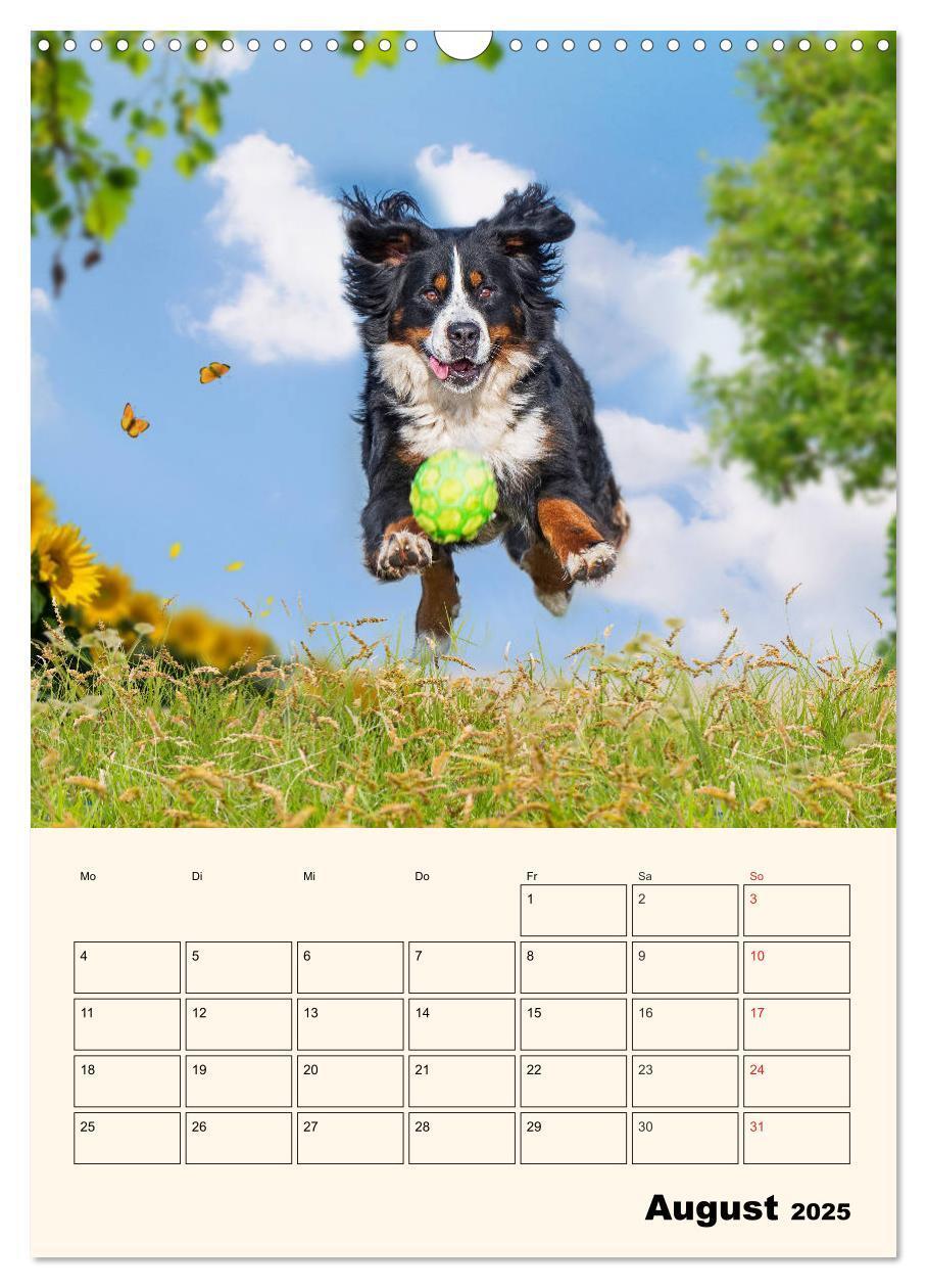 Bild: 9783435937974 | Traumhaft schön - Der Berner Sennenhund (Wandkalender 2025 DIN A3...