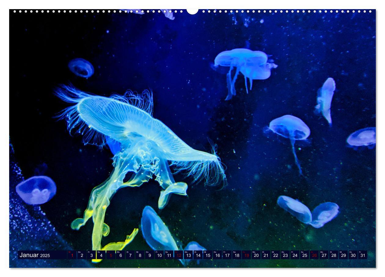 Bild: 9783383953842 | In der Welt der Medusen (hochwertiger Premium Wandkalender 2025 DIN...