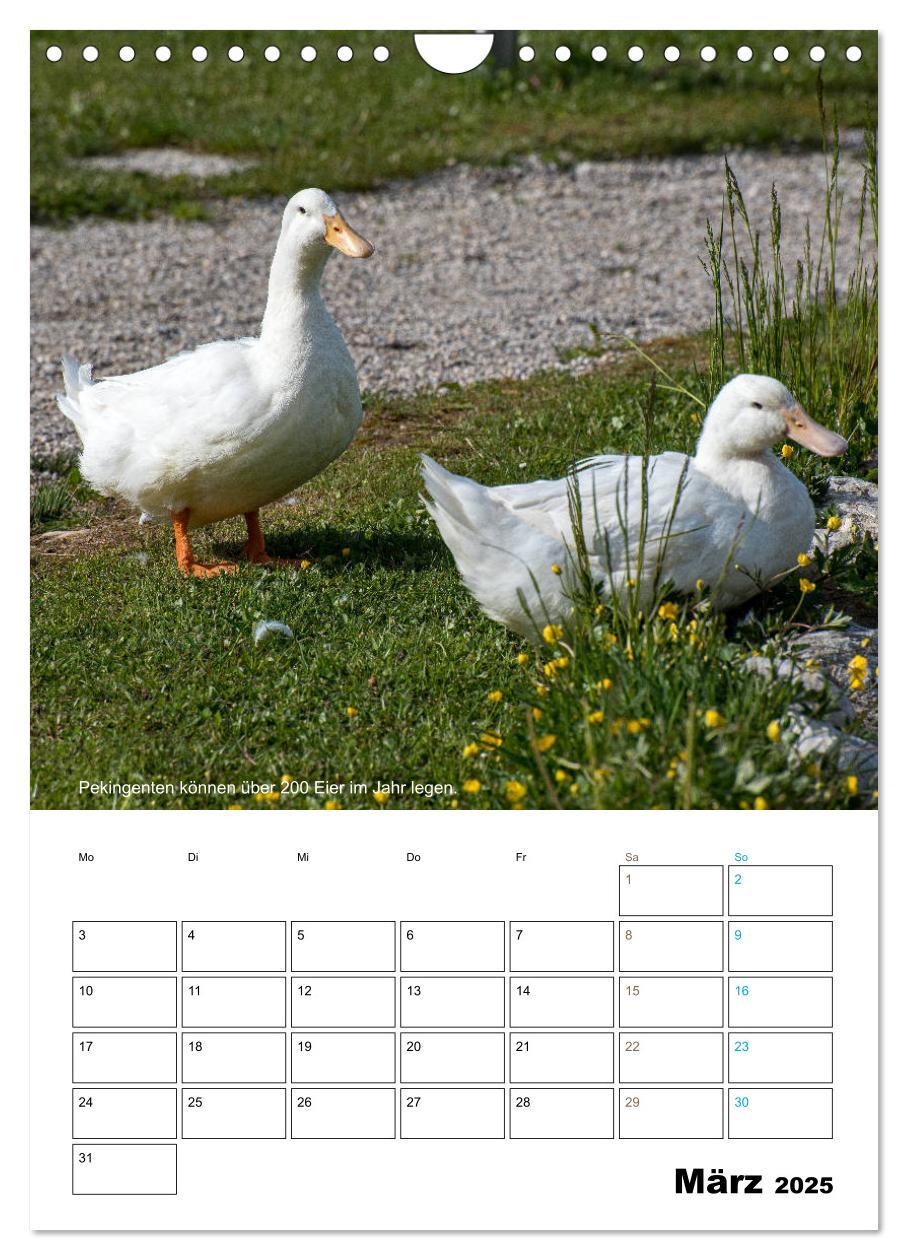 Bild: 9783435943203 | Liebenswerte Landtiere (Wandkalender 2025 DIN A4 hoch), CALVENDO...