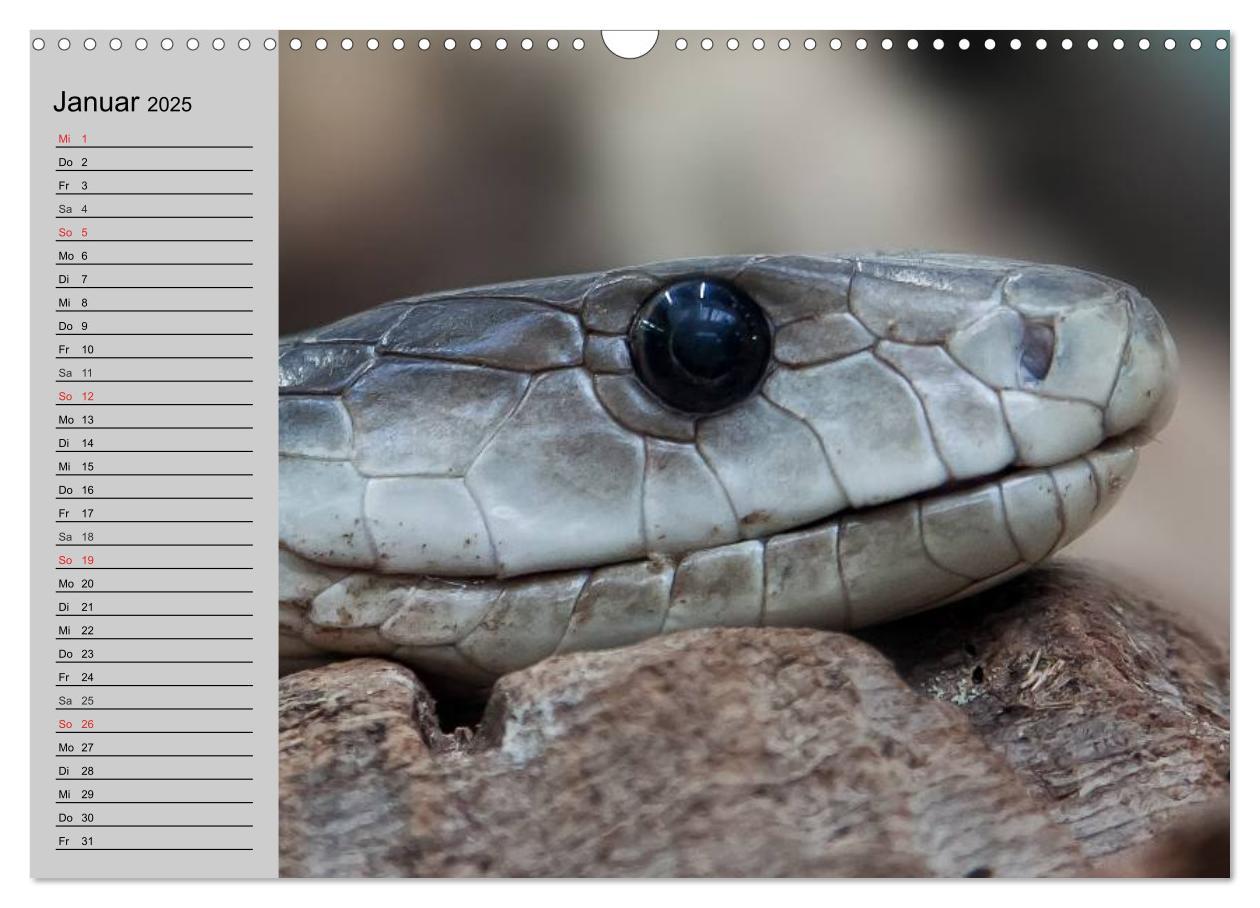 Bild: 9783435529261 | Kaltes Blut. Faszination Reptilien (Wandkalender 2025 DIN A3 quer),...