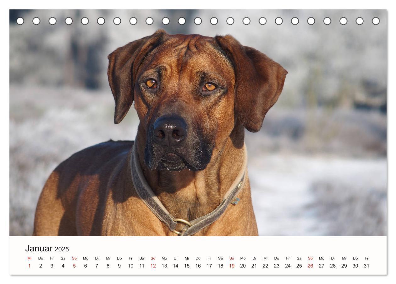 Bild: 9783435473816 | Rhodesian Ridgeback Schönheit aus Afrika (Tischkalender 2025 DIN A5...