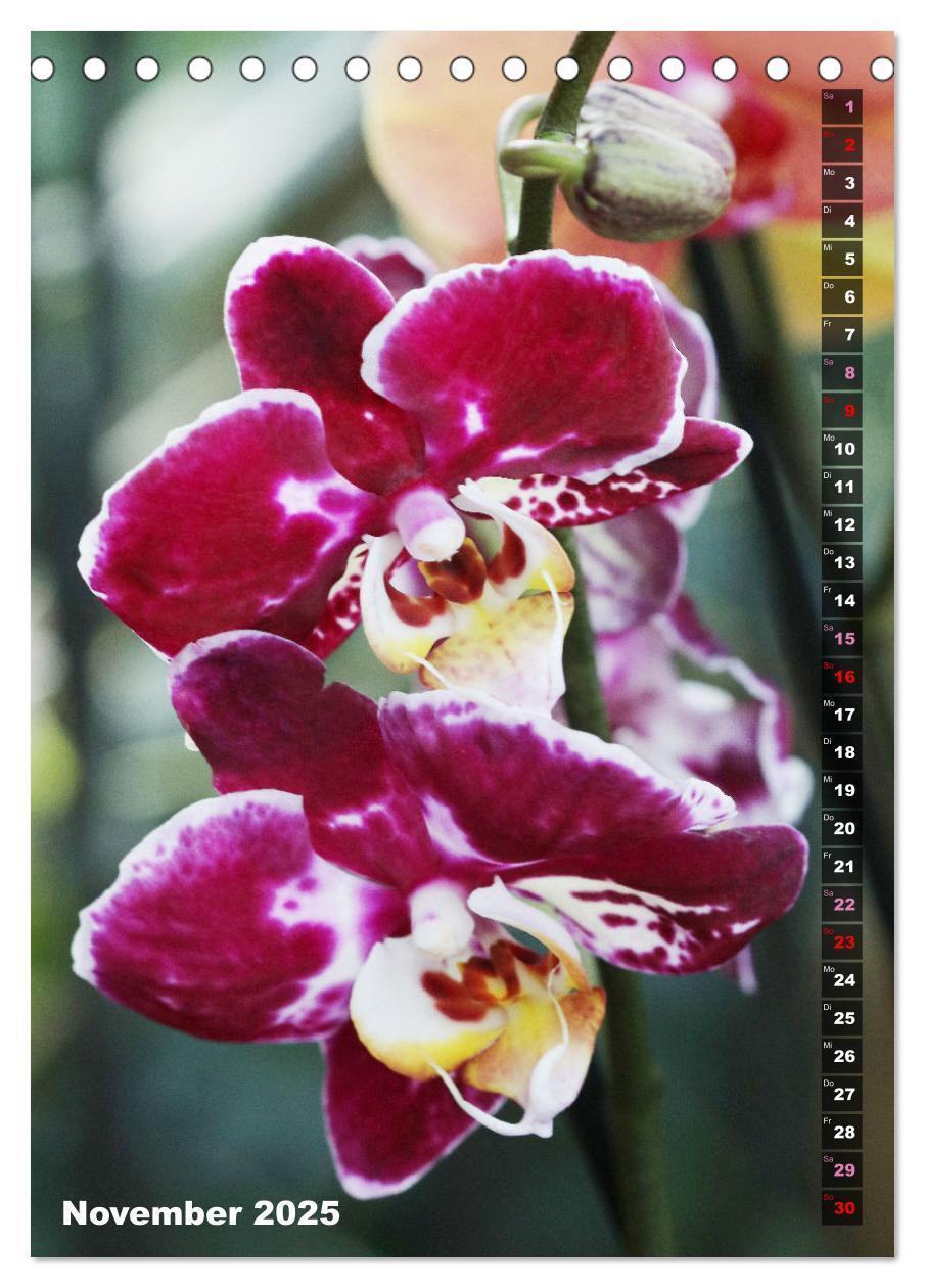 Bild: 9783435882557 | Freude an Orchideen (Tischkalender 2025 DIN A5 hoch), CALVENDO...