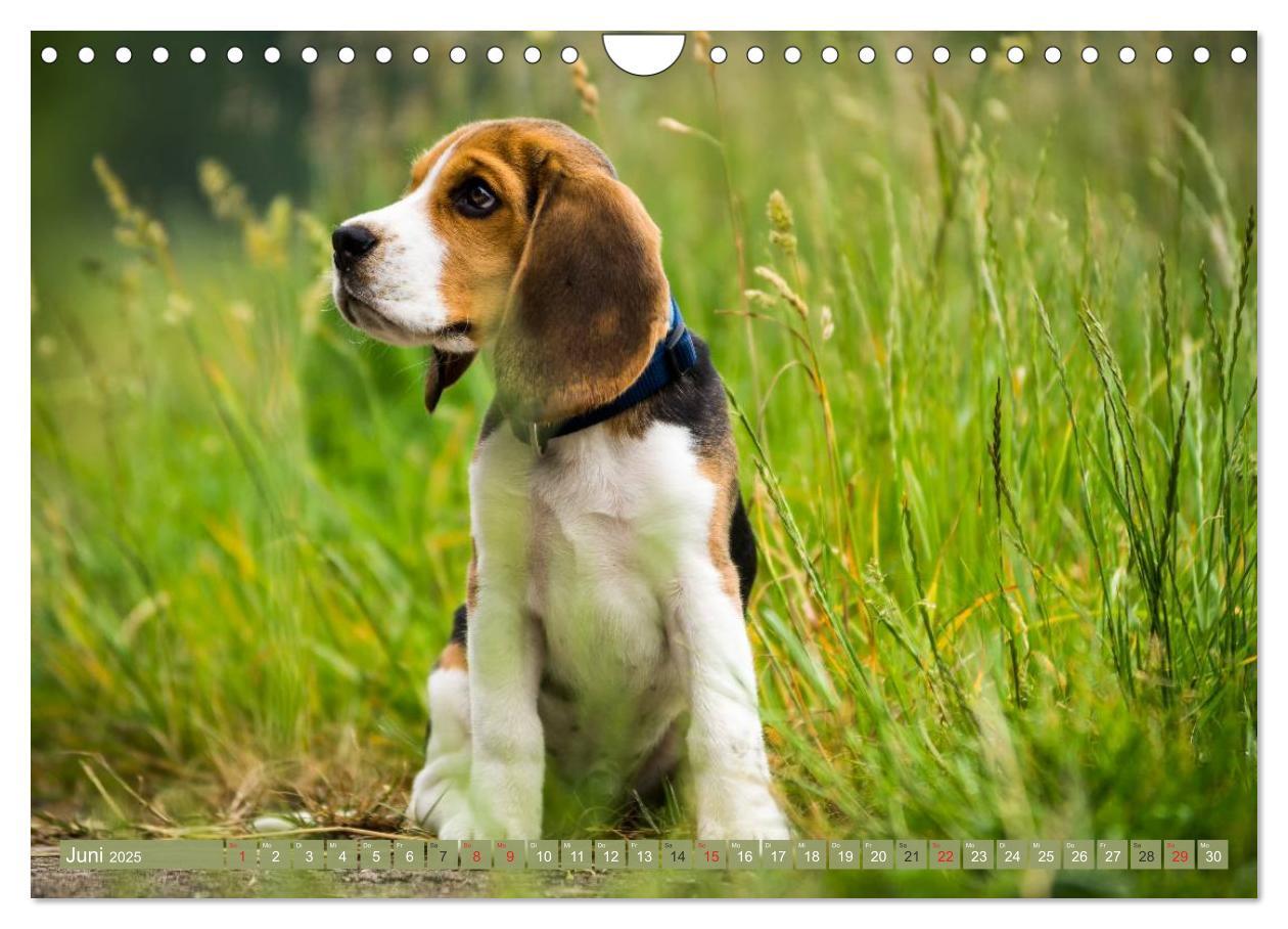 Bild: 9783435574896 | Beaglebabys auf Entdeckungstour (Wandkalender 2025 DIN A4 quer),...