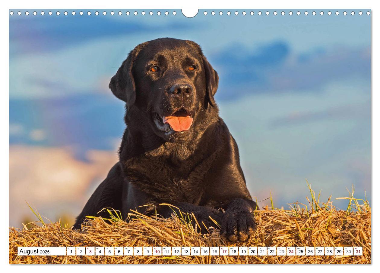 Bild: 9783435312658 | Freund auf 4 Pfoten - Labrador Retriever (Wandkalender 2025 DIN A3...