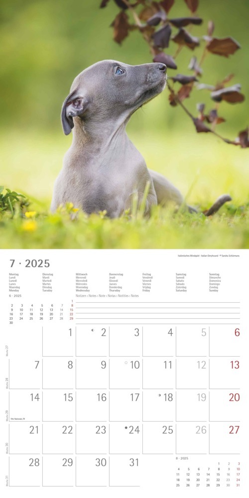 Bild: 4251732340667 | Alpha Edition - Welpen 2025 Broschürenkalender, 30x30cm,...