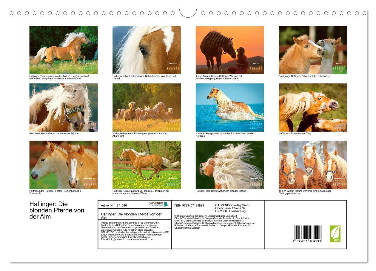 Bild: 9783457184998 | Haflinger: Die blonden Pferde von der Alm (Wandkalender 2025 DIN A3...