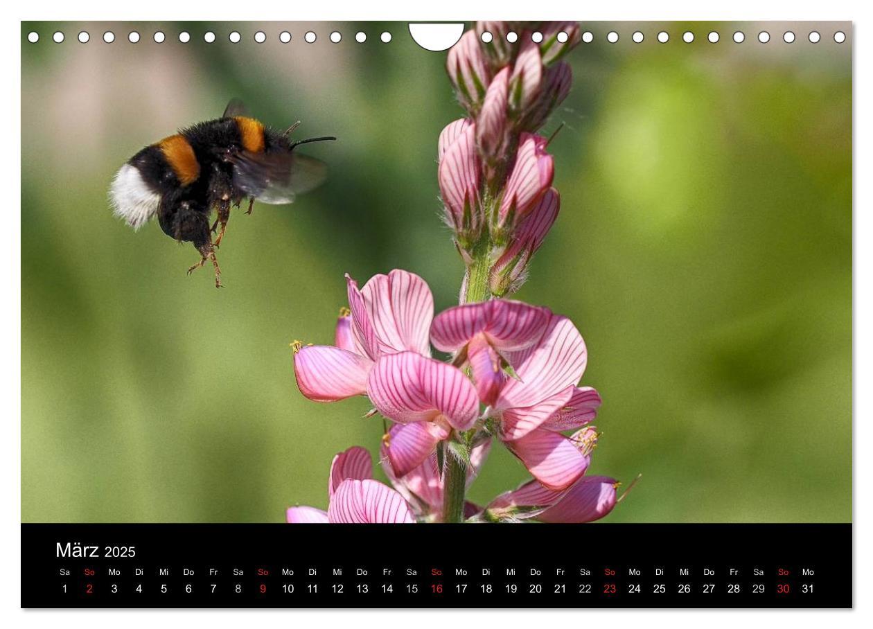 Bild: 9783435703197 | Hummelflug (Wandkalender 2025 DIN A4 quer), CALVENDO Monatskalender