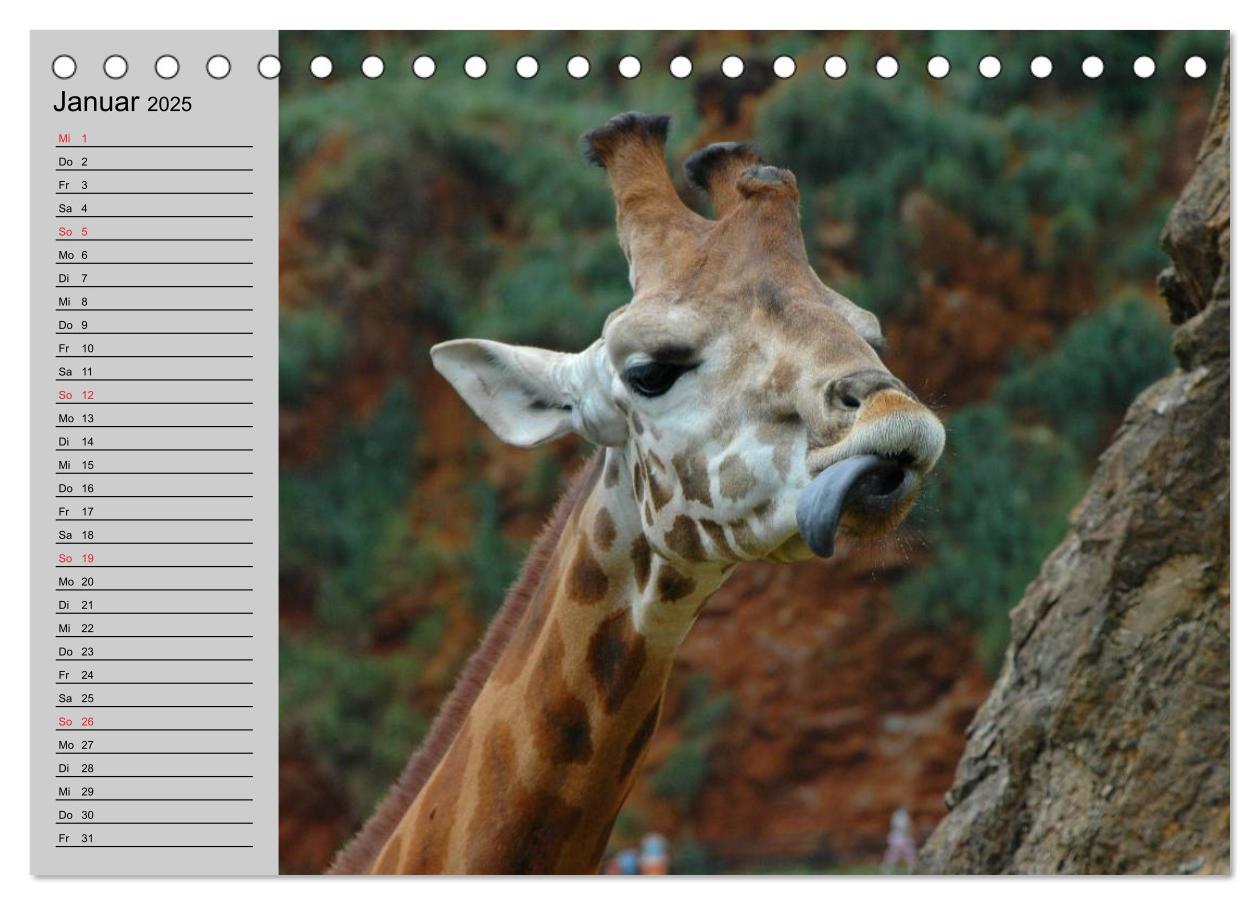 Bild: 9783435534012 | Giraffen. Dem Himmel so nah (Tischkalender 2025 DIN A5 quer),...