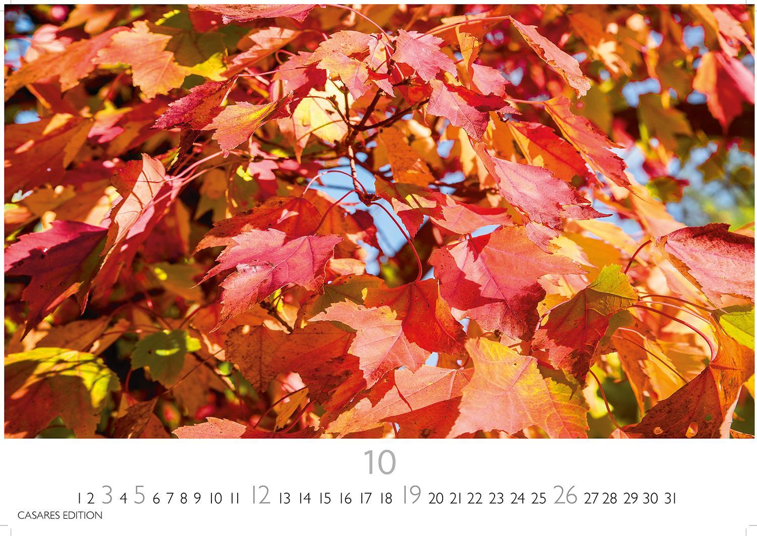 Bild: 9781835242810 | Indian Summer 2025 S 24x35cm | Kalender | 14 S. | Deutsch | 2025