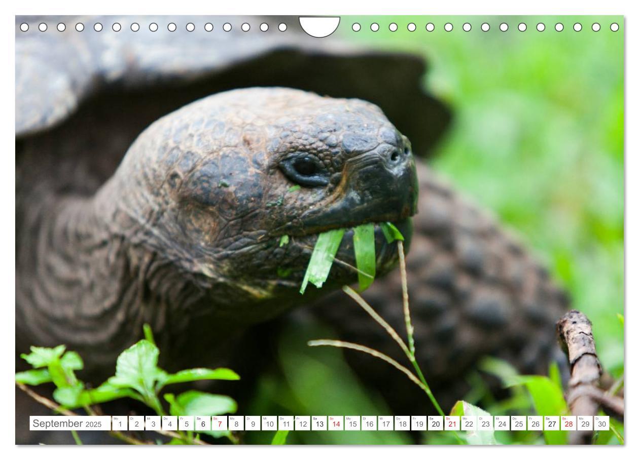 Bild: 9783435630684 | Galapagos. Verzauberte Inseln (Wandkalender 2025 DIN A4 quer),...