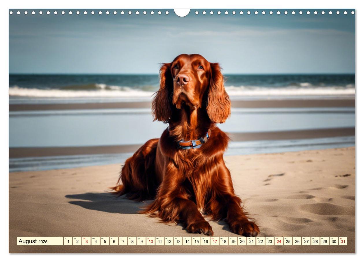 Bild: 9783435011728 | Irish Setter - Anmut pur (Wandkalender 2025 DIN A3 quer), CALVENDO...