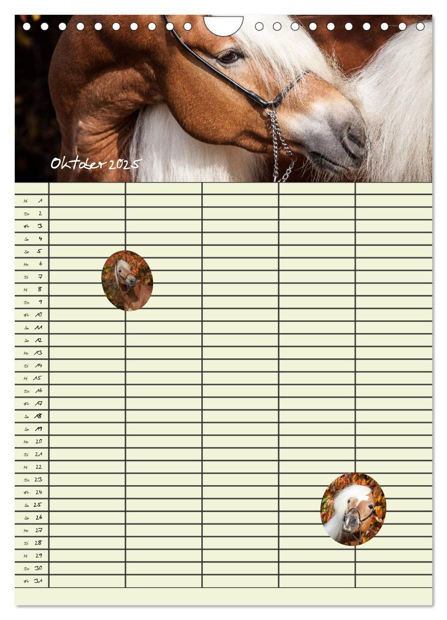 Bild: 9783457014851 | Haflinger Pferde - Stall- und Familienplaner 2025 (Wandkalender...