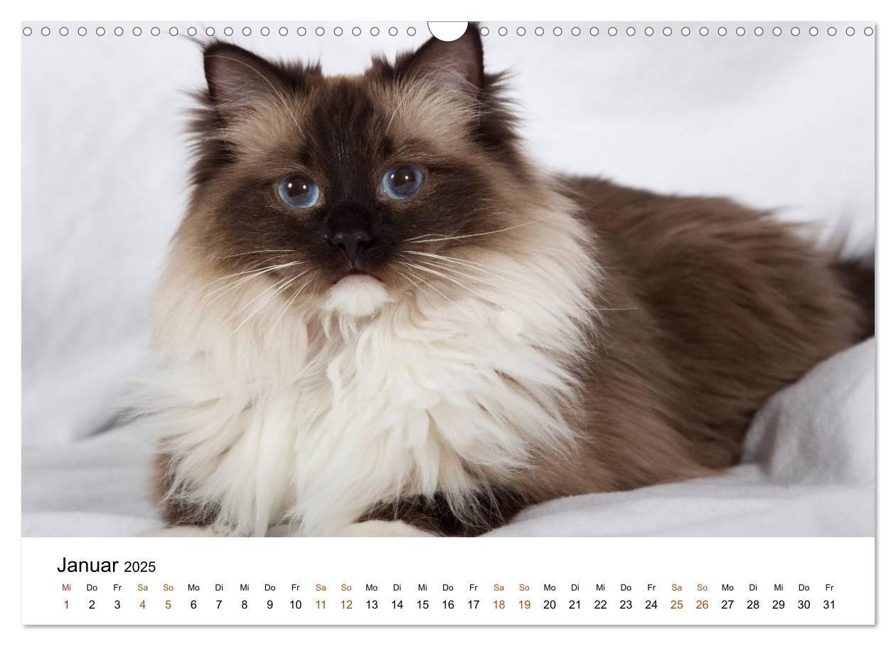 Bild: 9783435753901 | Ragdolls (Wandkalender 2025 DIN A3 quer), CALVENDO Monatskalender