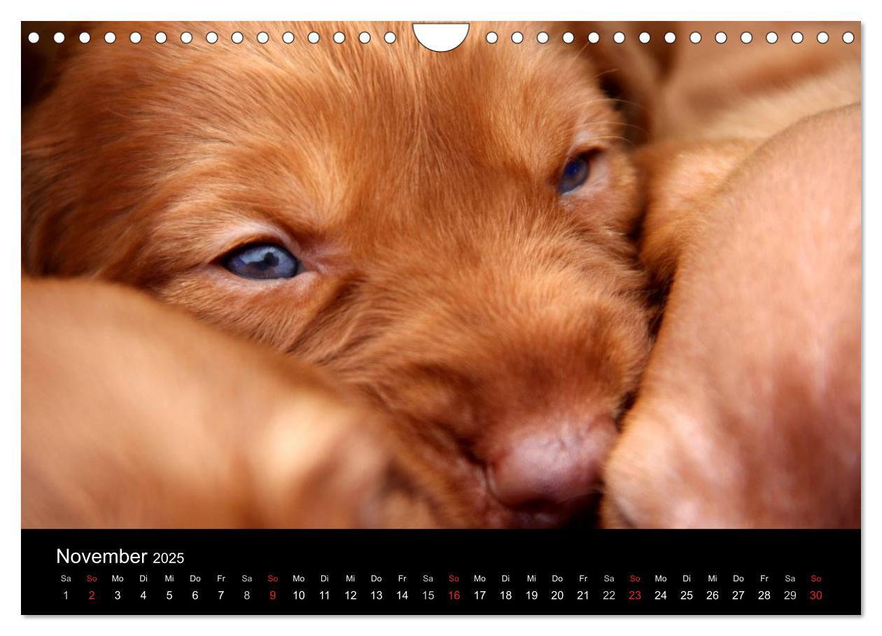 Bild: 9783435767625 | Magyar Vizsla Welpen (Wandkalender 2025 DIN A4 quer), CALVENDO...