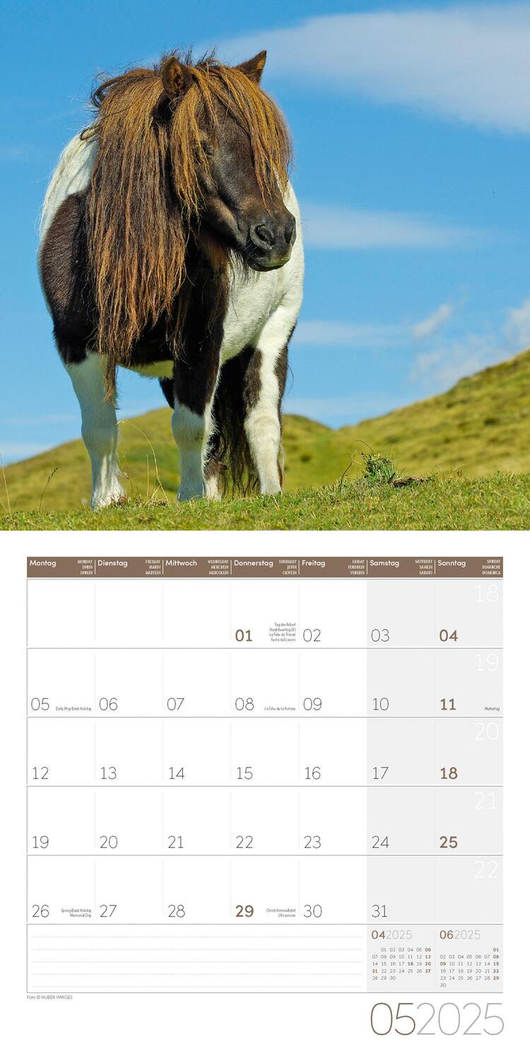 Bild: 9783838445212 | Pferde Kalender 2025 - 30x30 | Ackermann Kunstverlag | Kalender | 2025