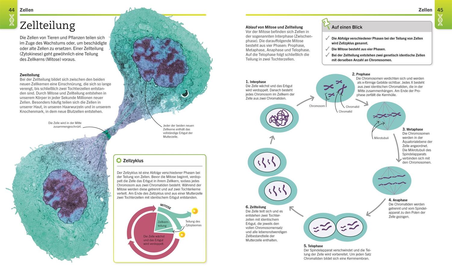 Bild: 9783831042906 | Visuelles Wissen. Biologie | Taschenbuch | Visuelles Wissen | 288 S.