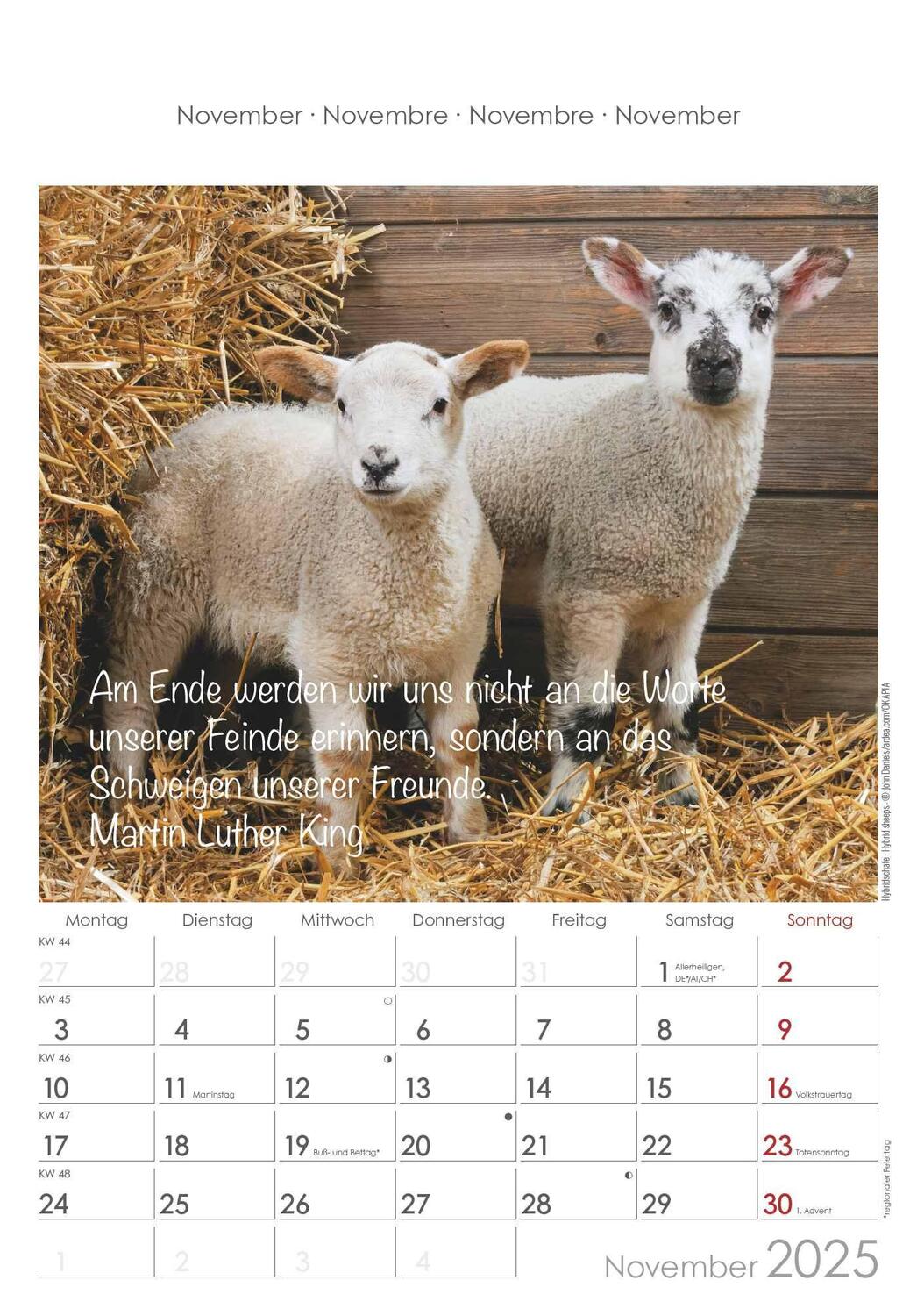 Bild: 4251732341039 | Kleine Freunde 2025 - Bildkalender 23,7x34 cm - Kalender mit Platz...