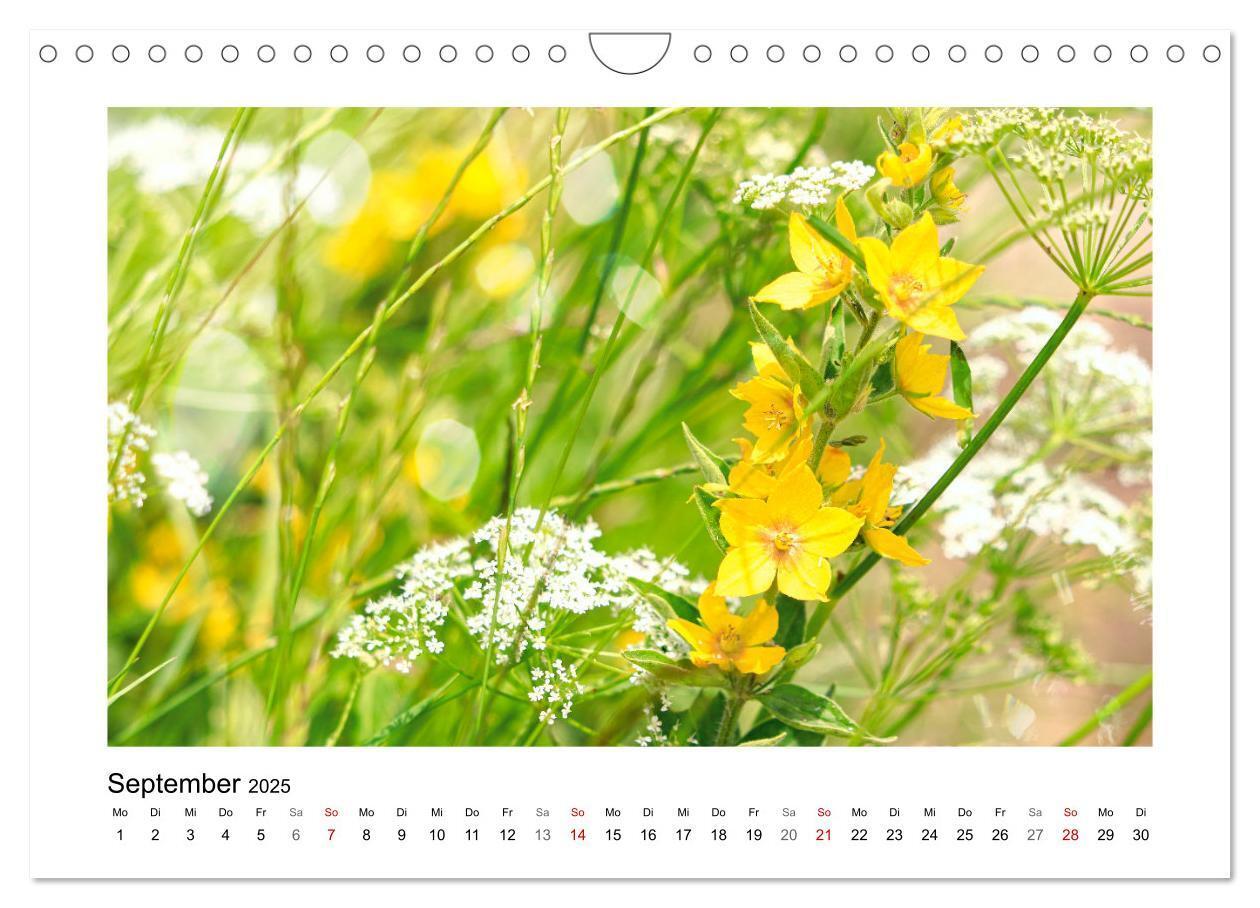 Bild: 9783435078158 | Mein Sehnsuchtsort, die Blumenwiese (Wandkalender 2025 DIN A4...