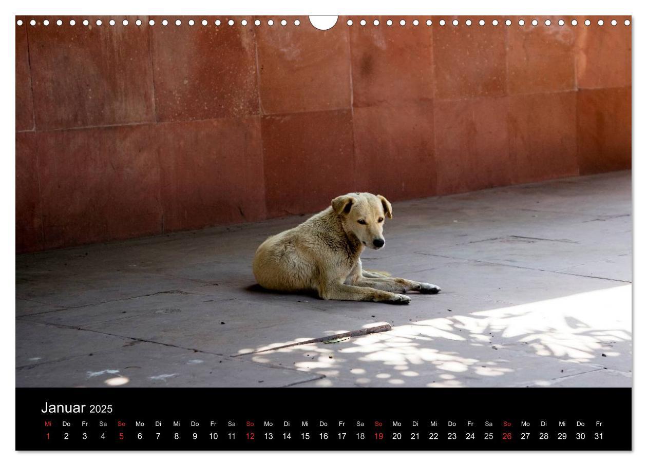 Bild: 9783435801435 | Straßenhunde (Wandkalender 2025 DIN A3 quer), CALVENDO Monatskalender