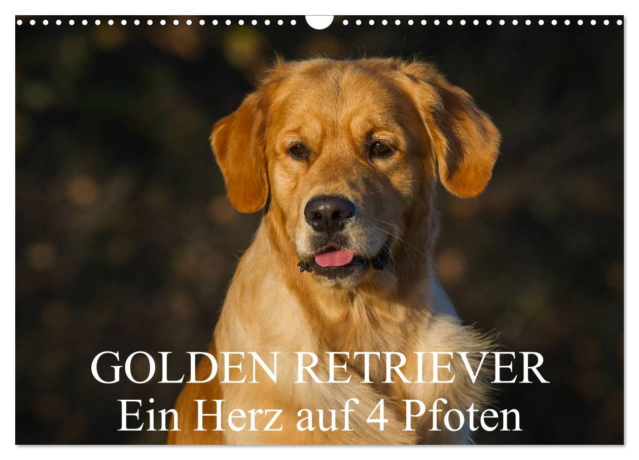 Cover: 9783435802050 | Golden Retriever - Ein Herz auf 4 Pfoten (Wandkalender 2025 DIN A3...