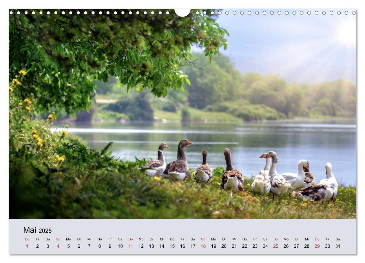 Bild: 9783435316380 | Gänse. Von wegen dumme Gans! (Wandkalender 2025 DIN A3 quer),...