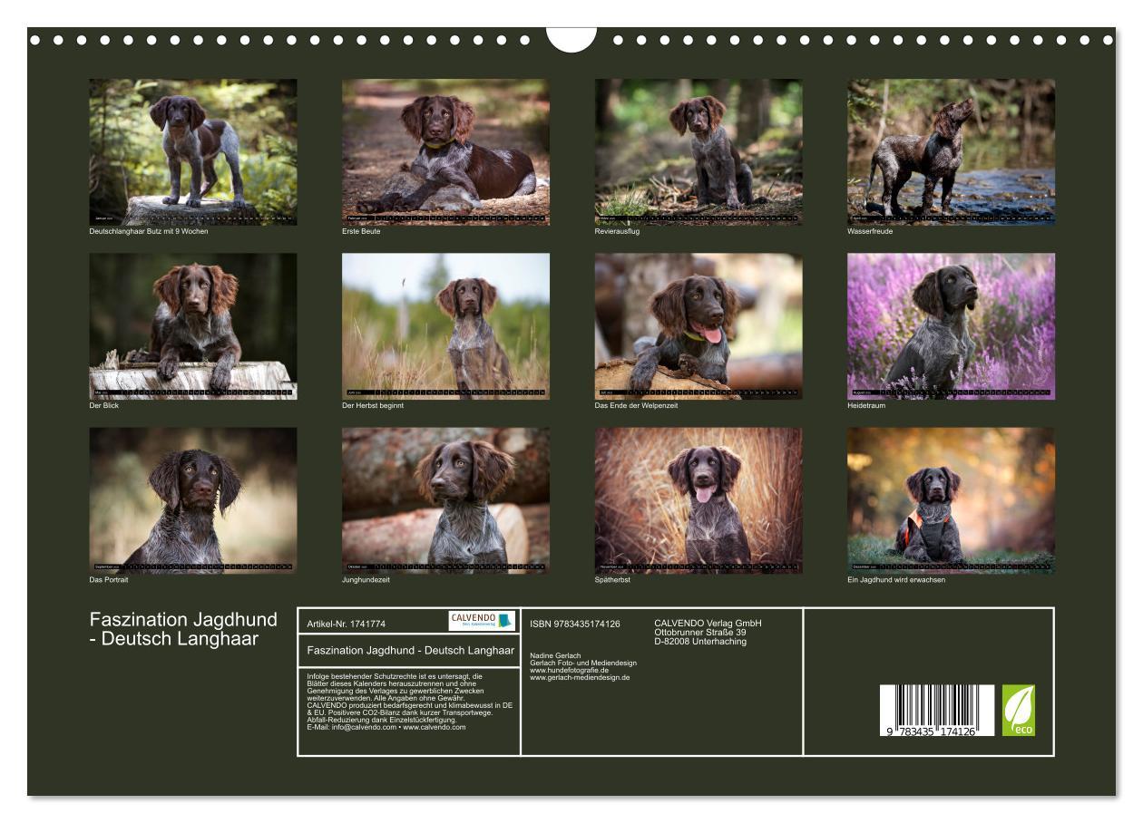 Bild: 9783435174126 | Faszination Jagdhund - Deutsch Langhaar (Wandkalender 2025 DIN A3...