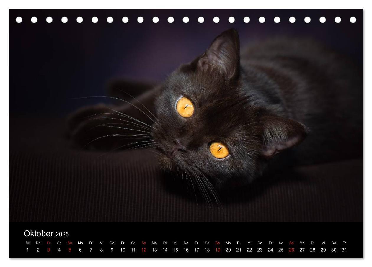 Bild: 9783435478453 | Schokoladige Britisch Kurzhaar Katzen (Tischkalender 2025 DIN A5...