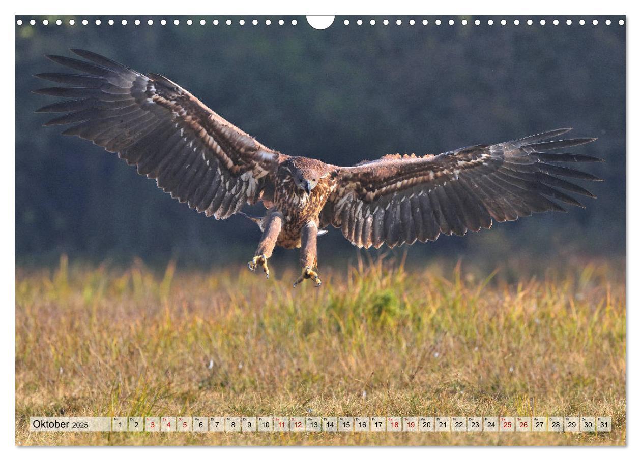 Bild: 9783435230396 | Majestätische Seeadler (Wandkalender 2025 DIN A3 quer), CALVENDO...